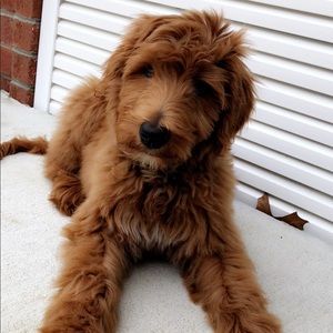 Meet your Posher, Max